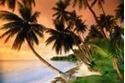 Coconut Tree